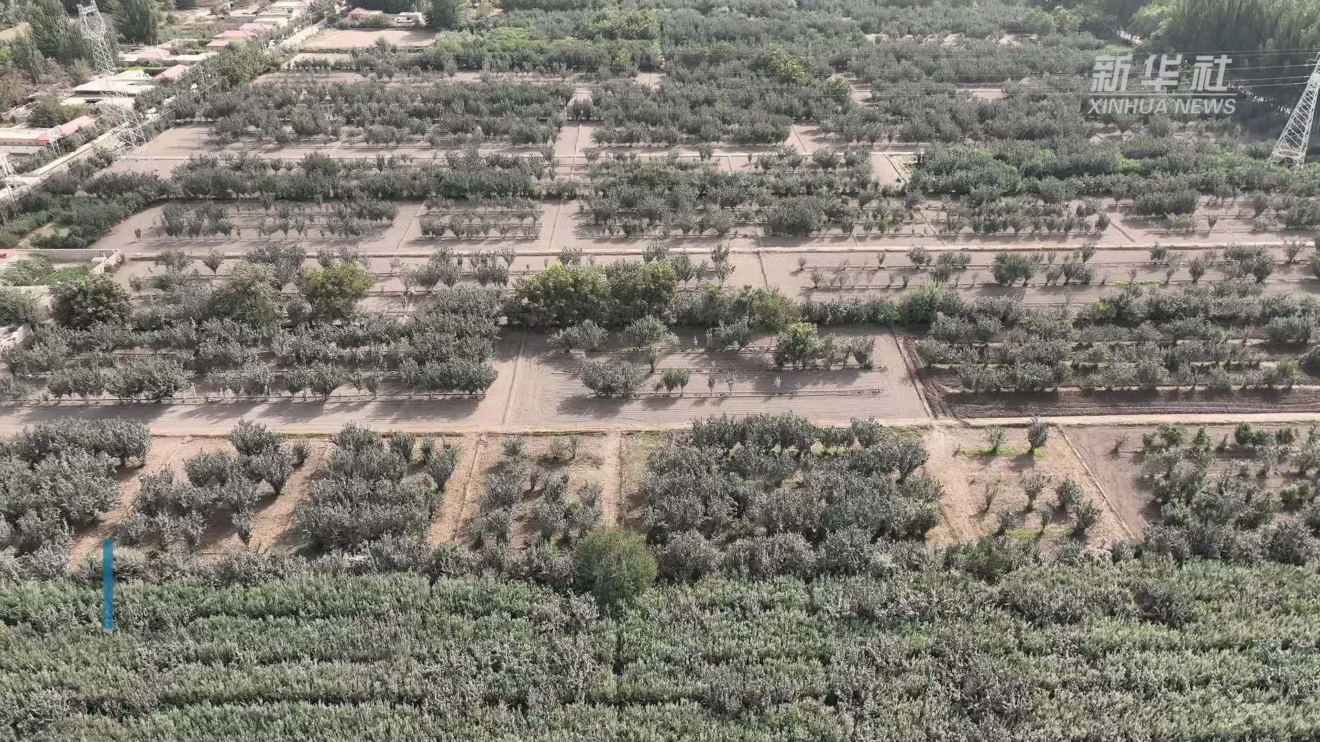 新疆莎车县：特色林果榅桲成熟上市