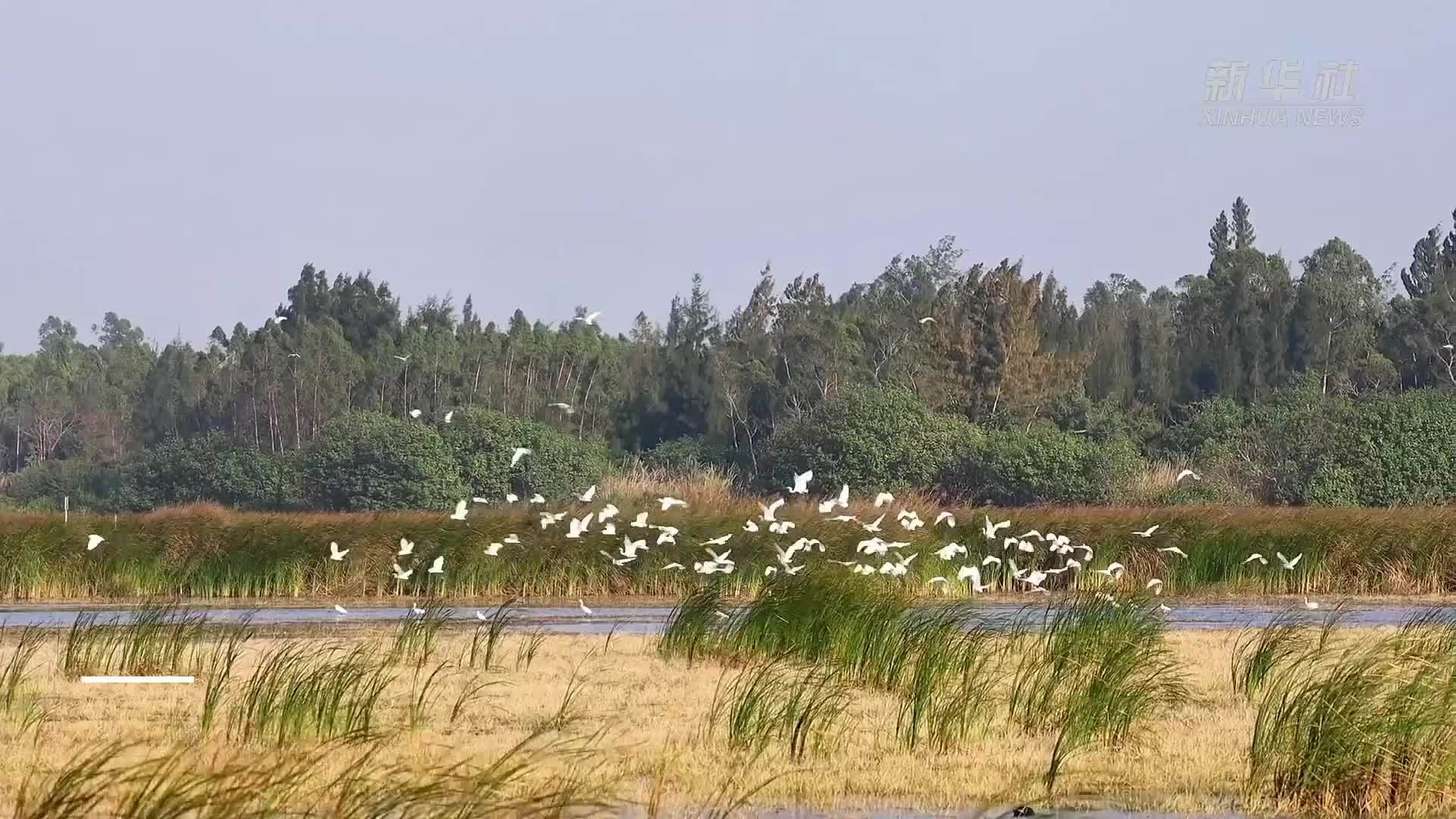 感受“海南西部鸟类天堂”生物多样性之魅