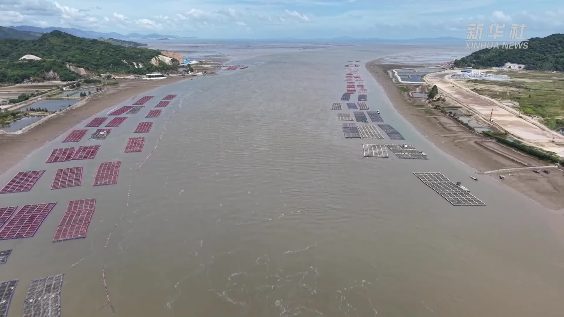 秋风起 蟹脚痒 福建这座小城的红蟳喜丰收