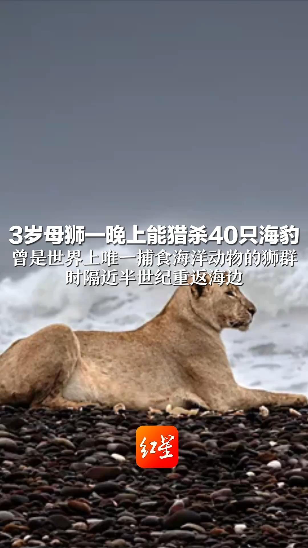 3岁母狮一晚上能猎杀40只海豹 曾是世界上唯一捕食海洋动物的狮群 时隔近半世纪重返海边 科学家称“在海滩看到狮子，非常不寻常”