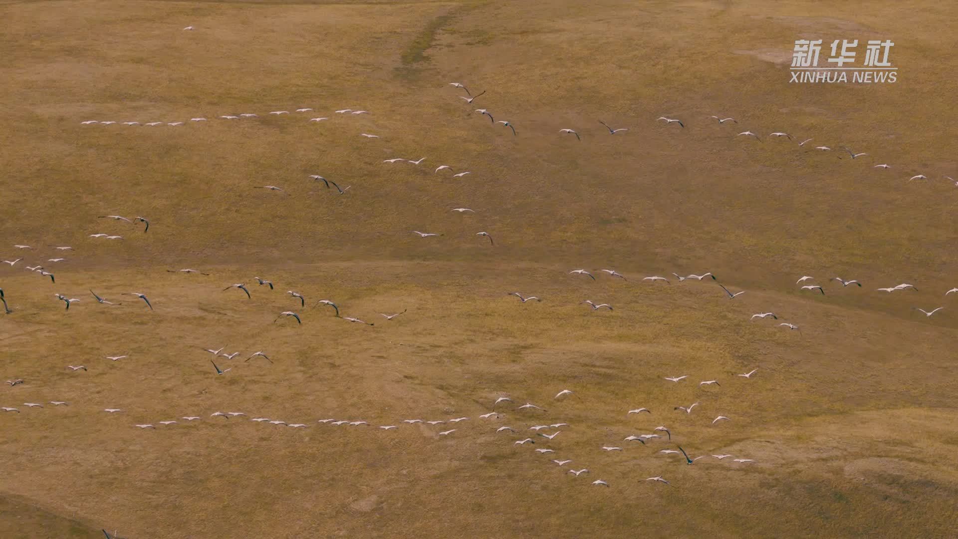 雁影漫过锡林郭勒