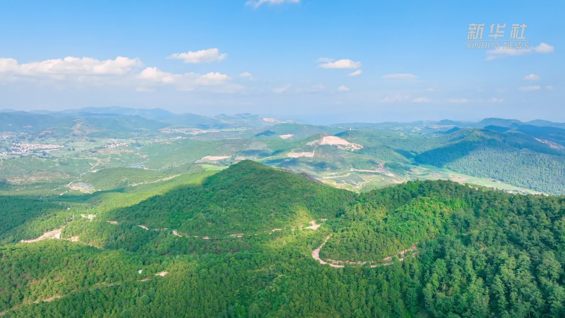 云南晋宁：林下生“金”生态与经济双赢