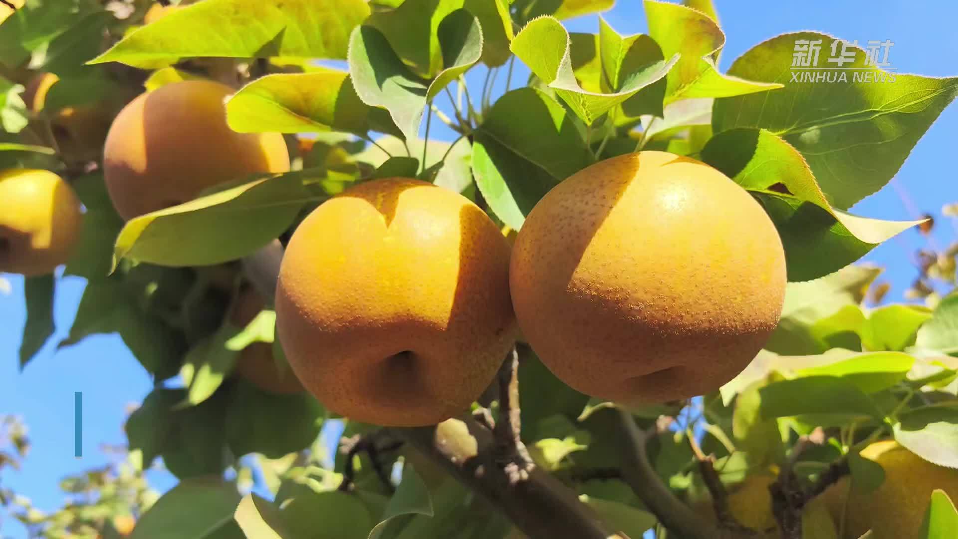 新疆新源县：黄梨满枝头 农户喜丰收