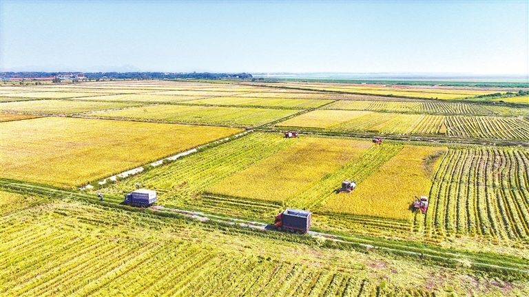 共青城：中稻成熟秋收忙（图）