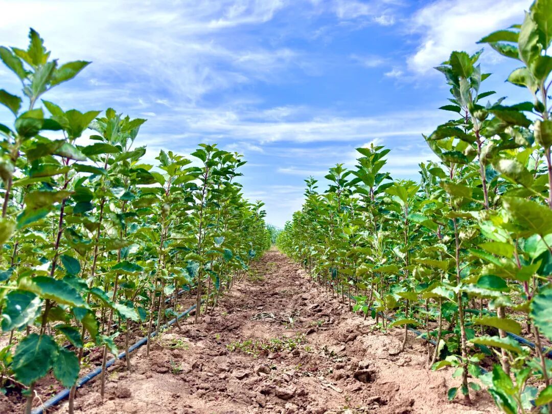 培育的新优苗木