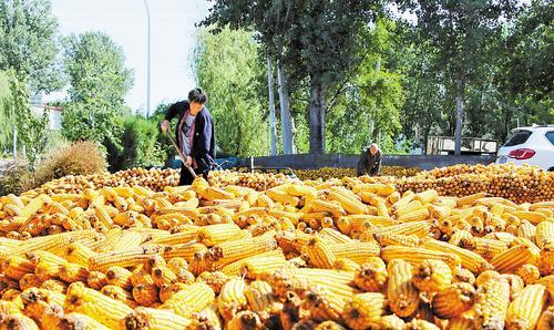 10月13日，临漳县章里集镇黄辛庄村村民在村内空闲地上晾晒玉米。 刘学维摄
