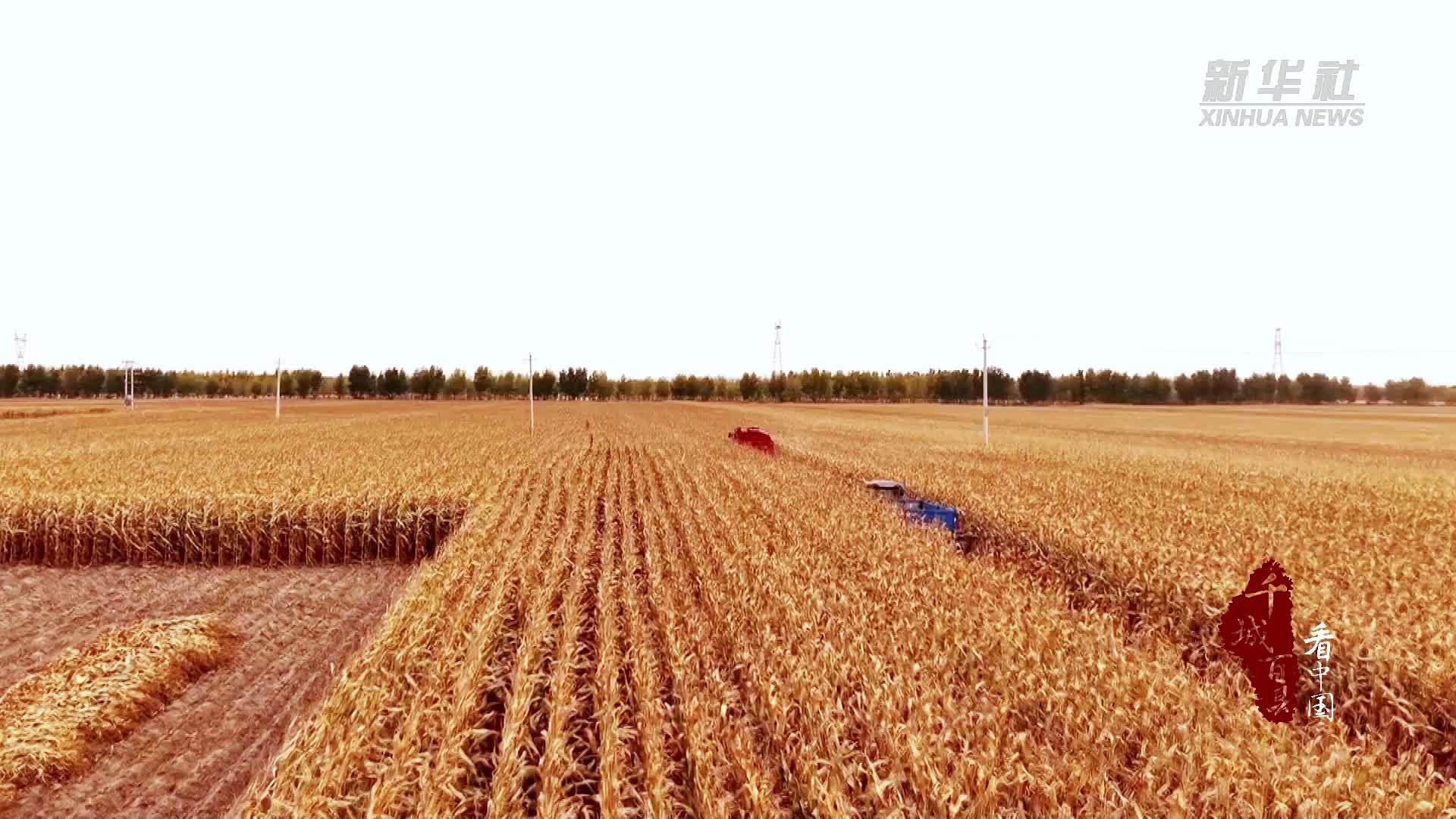 千城百县看中国｜吉林白城：机械欢歌演绎丰收旋律