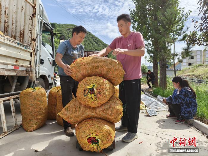 圖為洛南種植戶為收獲的朝天椒稱重。 畢波波 攝