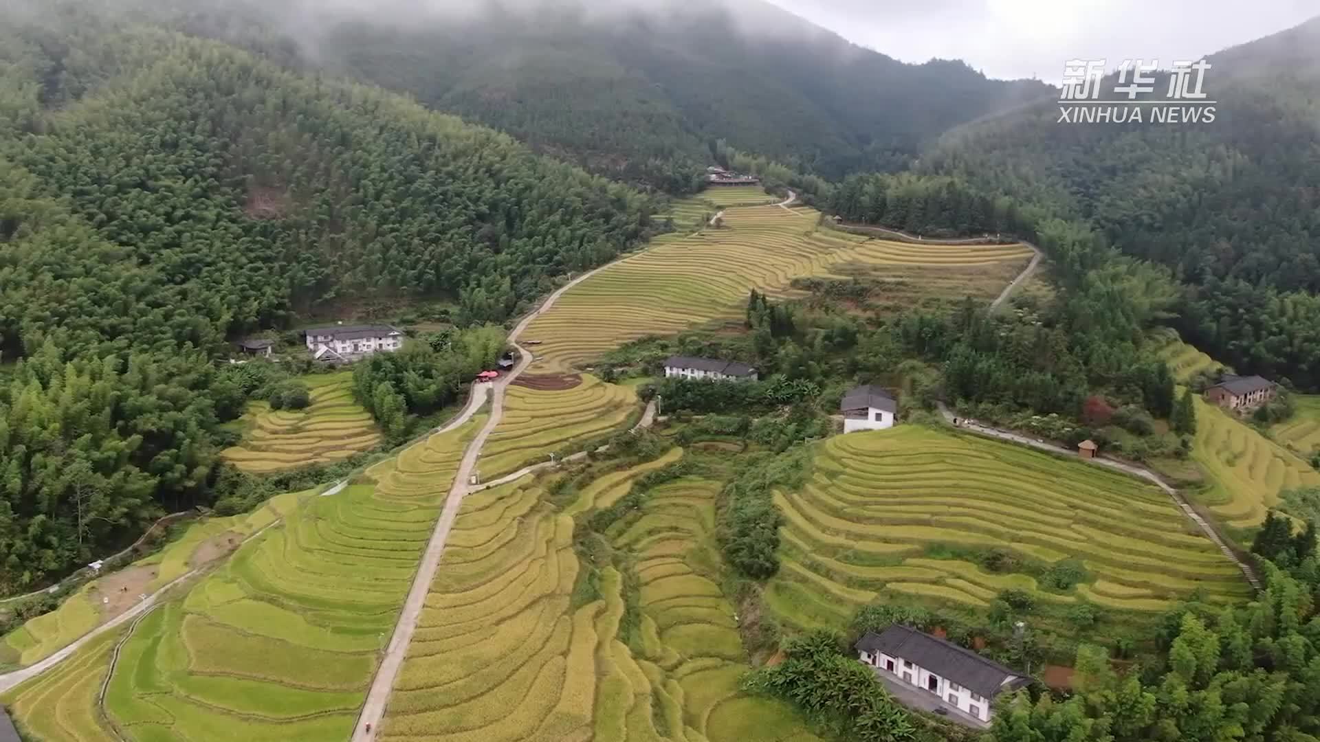 收稻谷 做美食 在上堡梯田体验丰收喜悦