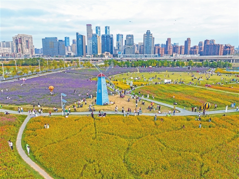 南昌新建区马兰圩湿地公园秋日花田进入盛放期（图）