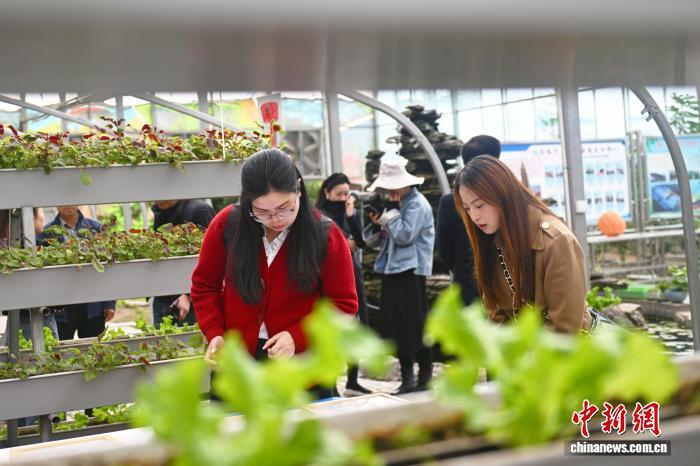 图为采访团成员了解蔬菜新的种植培育技术　中新社记者　李亚龙　摄