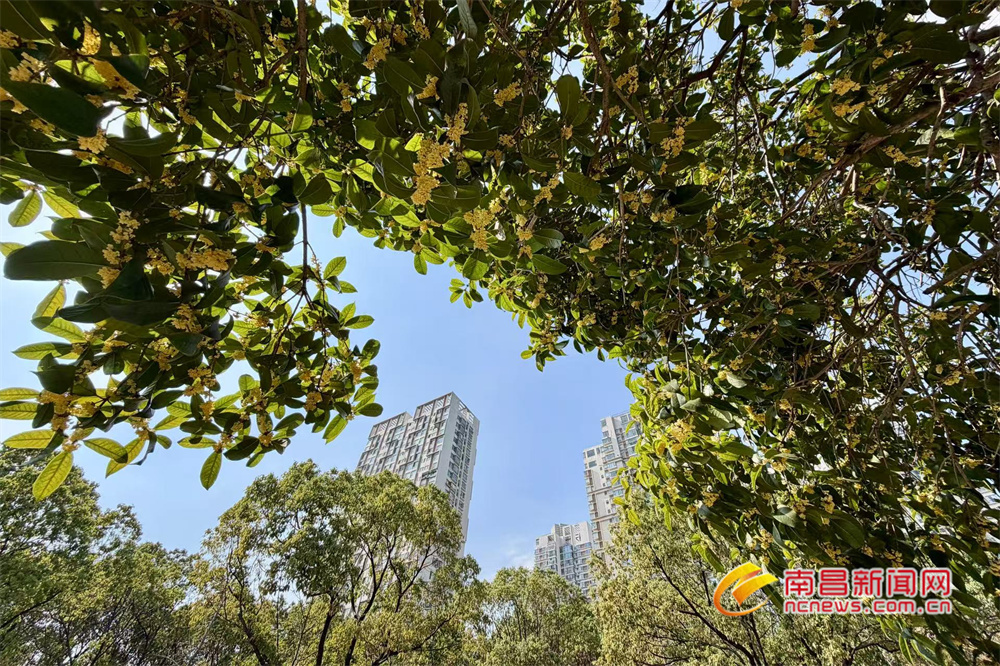 南昌：金秋十月 桂花飘香（图）
