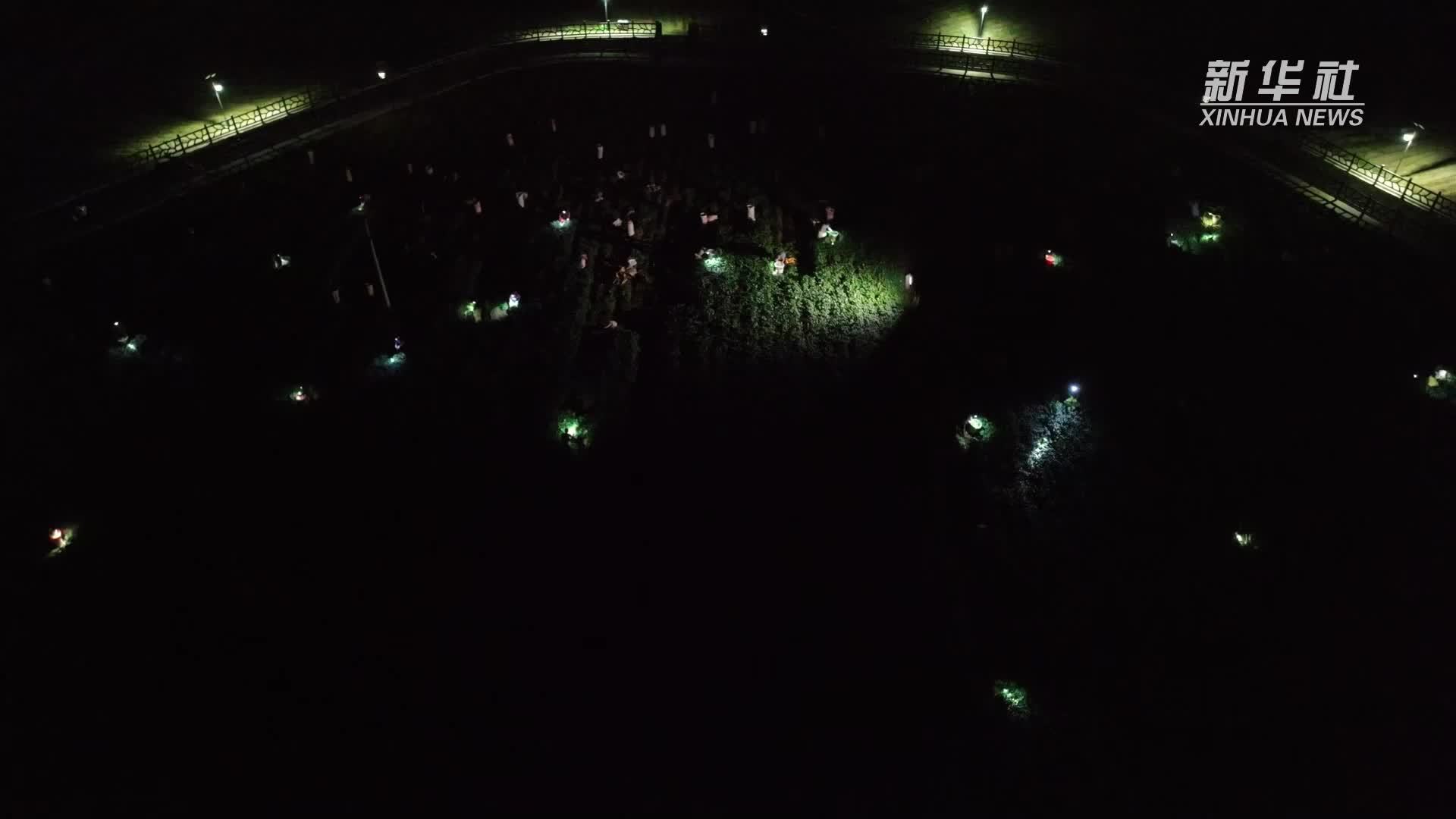 千亩毛豆亮“星点”夜间抢摘秋收忙