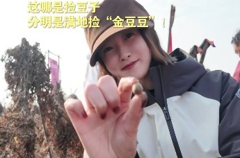 张宝山采挖节最上头的环节居然是——捡！山！药！豆！