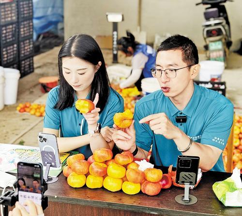 7月15日,中国邮政集团有限公司秦皇岛市分公司为秦皇岛市抚宁区茶棚乡油蟠桃开启专场直播。茶棚乡政府供图