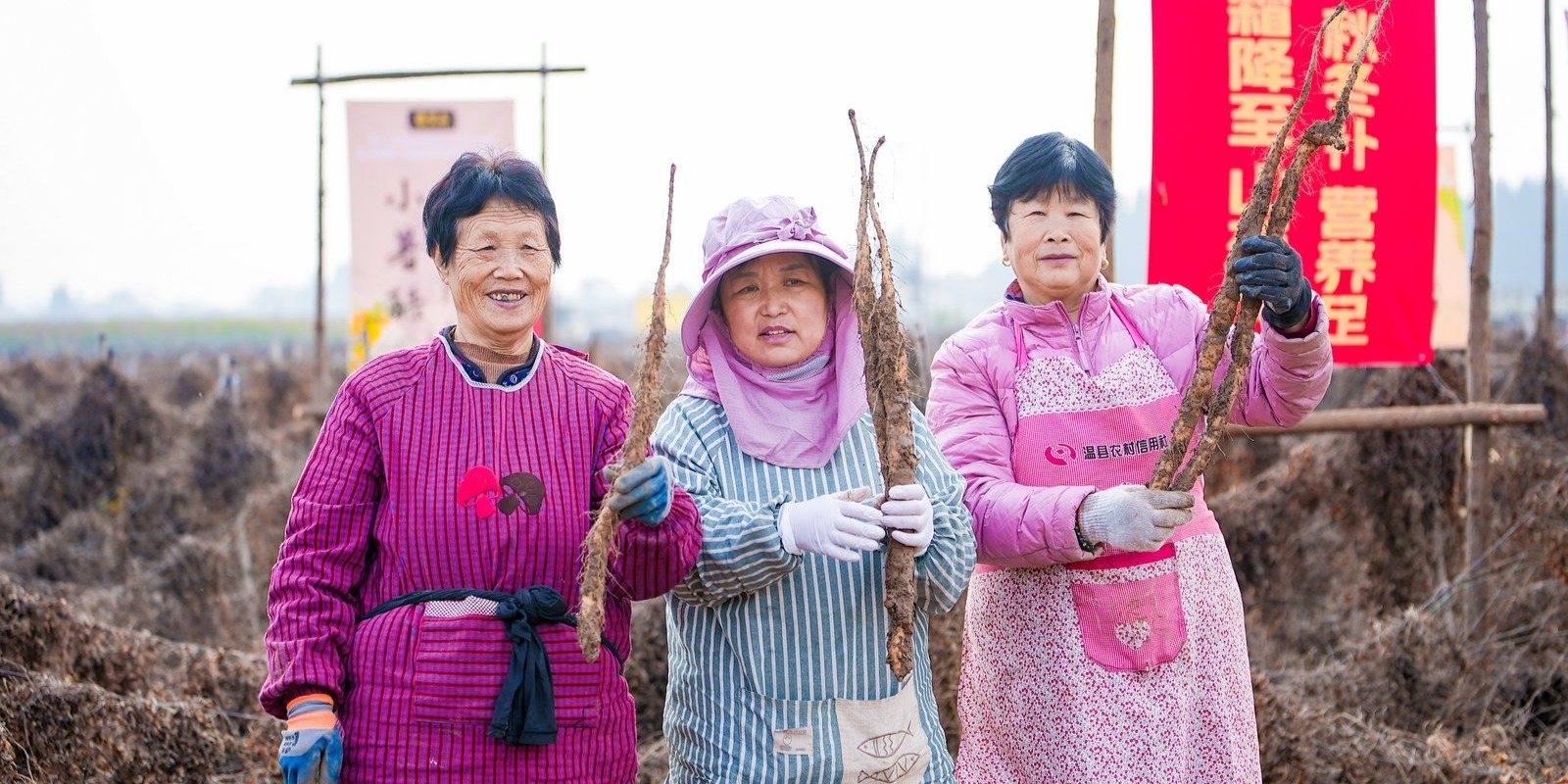 霜降第一挖仪式感拉满！垆土地1米2长山药带铁锈红斑出土