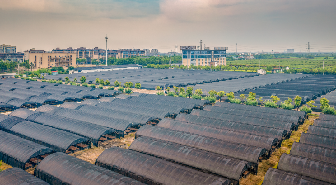 余姚石斛科技小院全景。