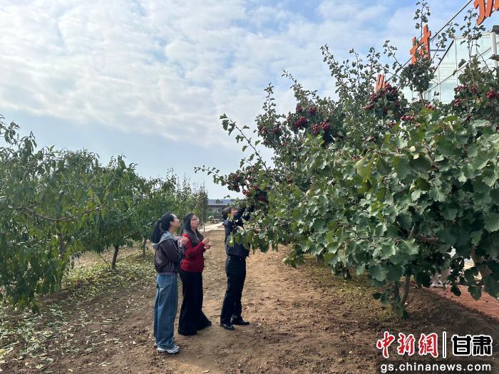 图为10月22日，来自加拿大、爱尔兰、德国、韩国等国家和地区的海外华文媒体融合采访团走进兰州市皋兰县什川镇下泥湾村的绿旺科技服务专业合作社。刘潇　摄