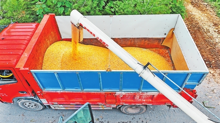 10月15日，洛阳市孟津区会盟镇孟河村种植大户开足马力抢收玉米。 郑占波 马绍磊 摄