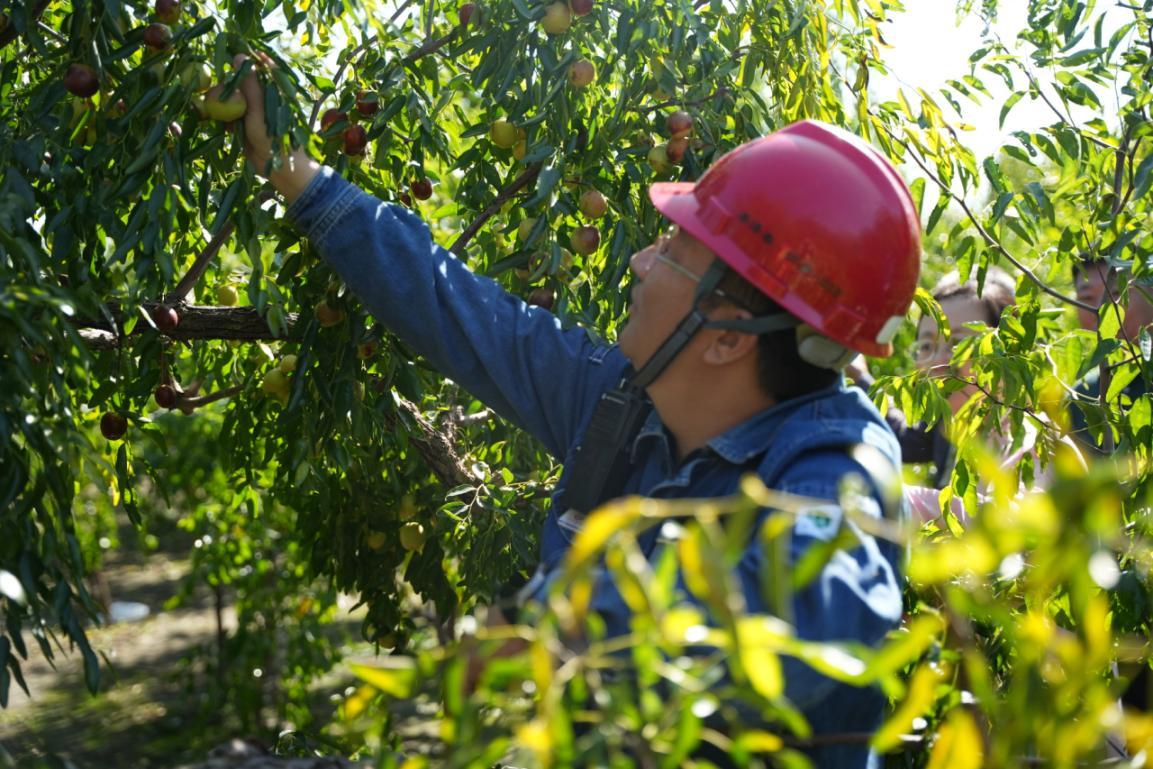 河北鑫泉石化有限公司职工帮助枣农采摘冬枣。张景涛摄