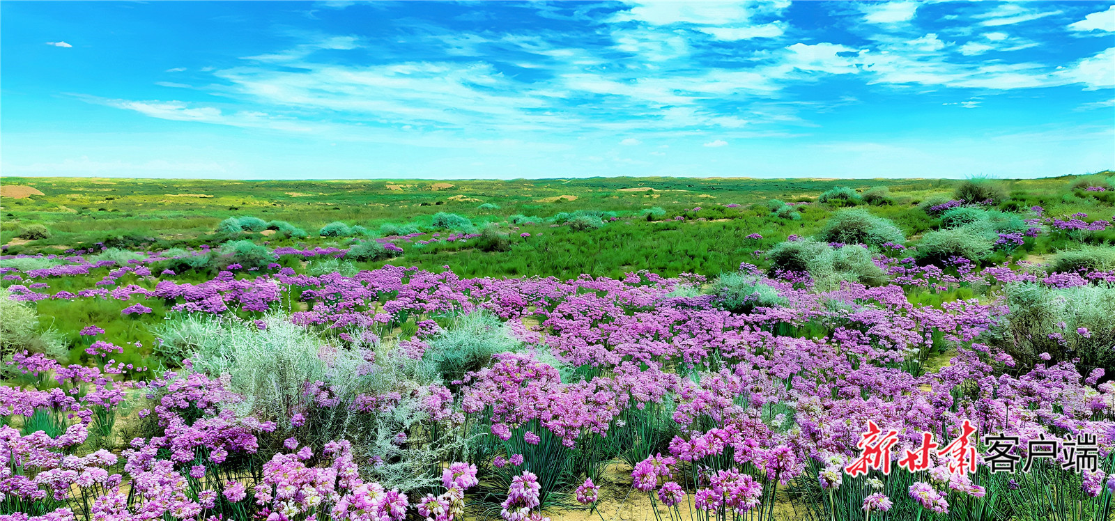 古浪县北部沙区生机盎然（资料图）