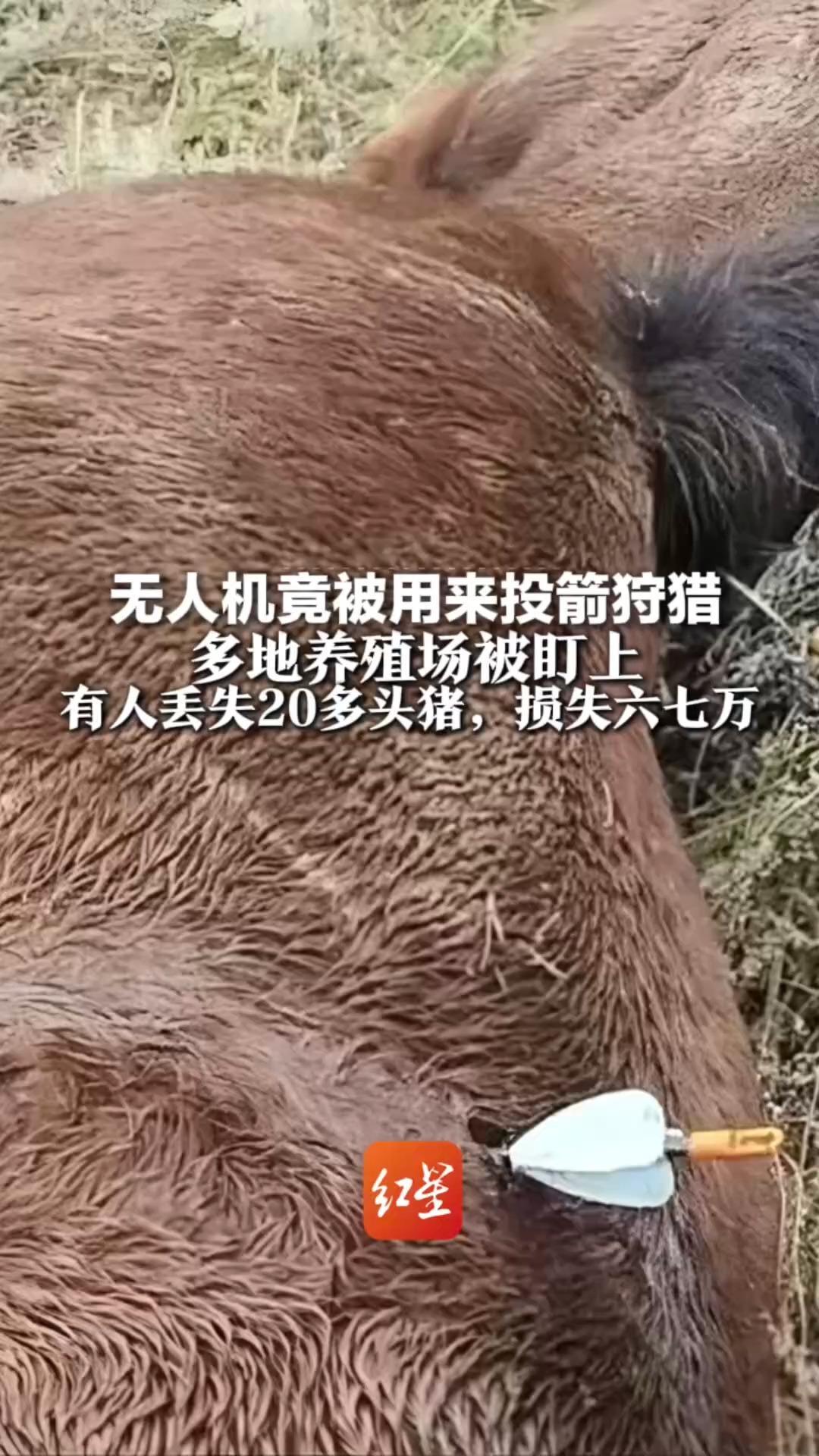 无人机竟被用来投箭狩猎 ！多地养殖场猪马羊被盯上 有人丢失20多头猪，损失六七万 已有地方明令禁止