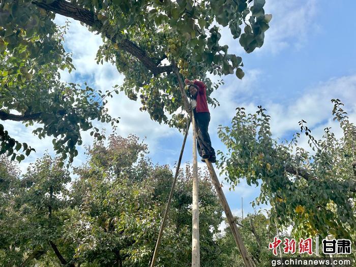 10月22日，来自加拿大、爱尔兰、德国、韩国等国家和地区的海外华文媒体融合采访团走进兰州市皋兰县什川镇上车村陶园街。刘潇　摄