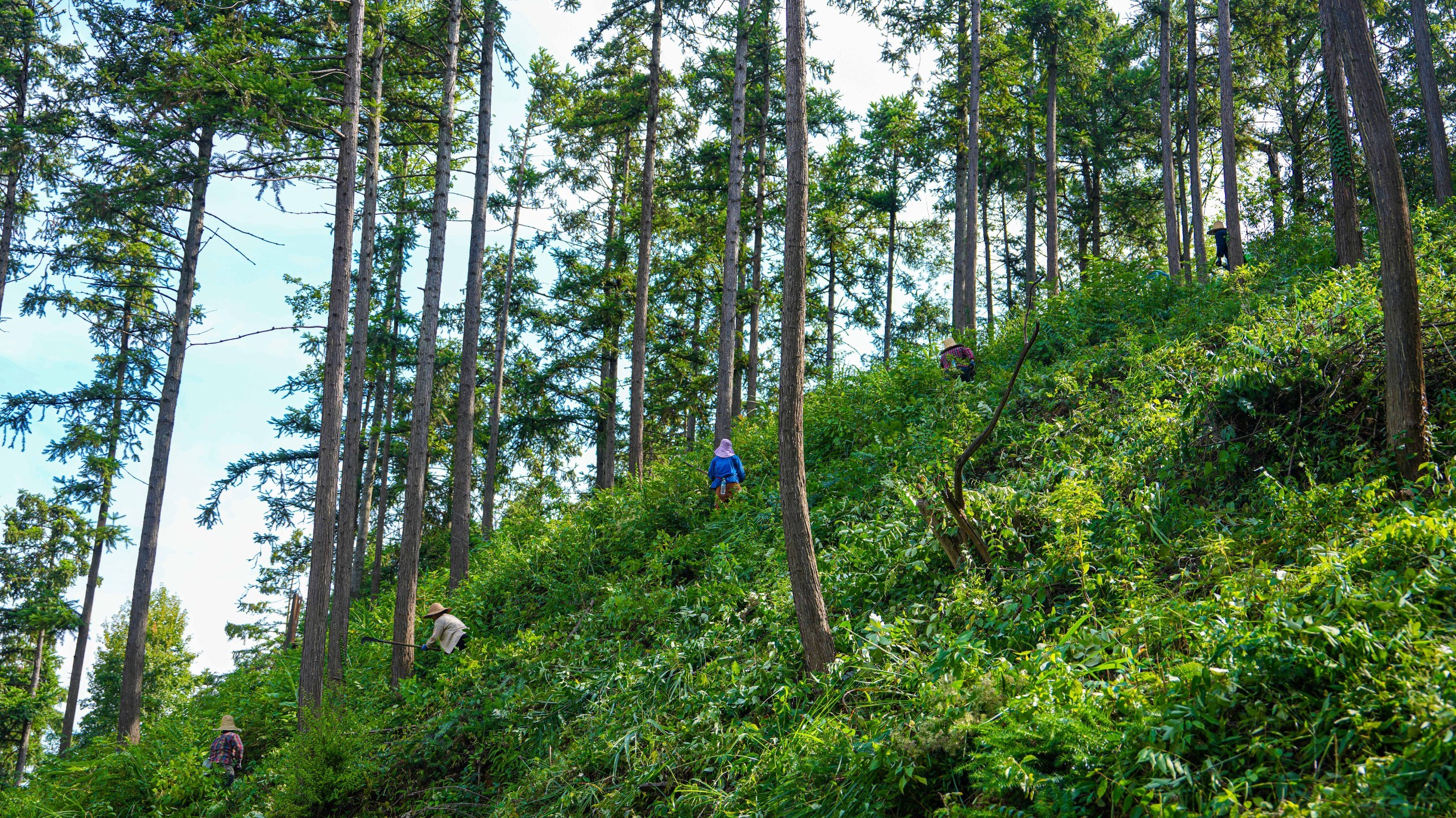 南丰：岗梅管护忙 林间育希望（图）