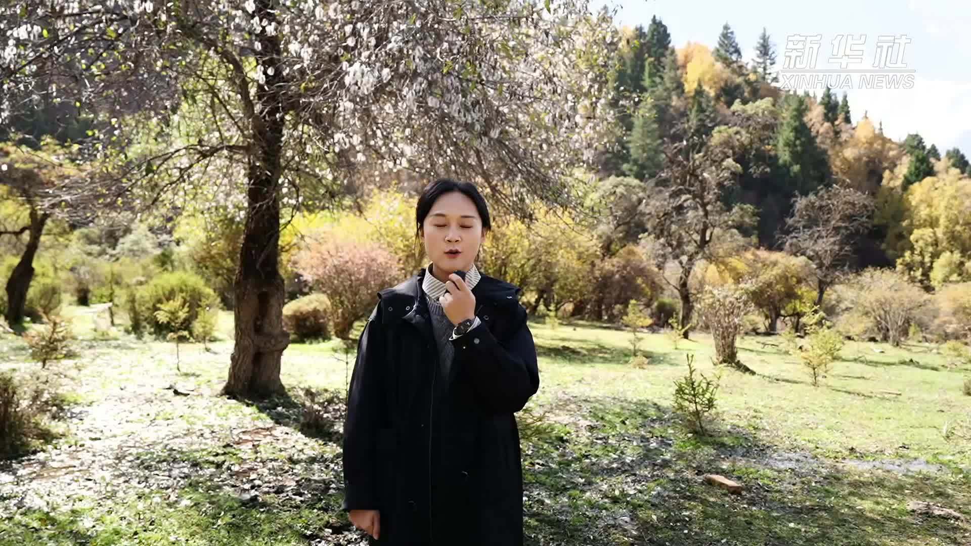 青海：群加秋景正当时 赏景攻略请查收