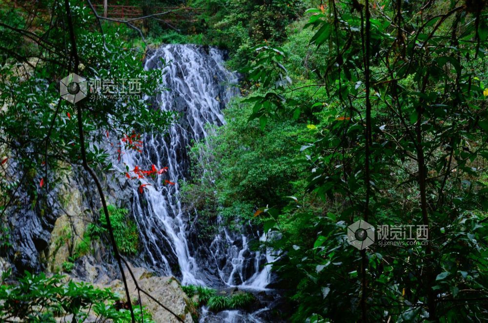 深秋时节，江西省永新县三湾乡的九陇山，迎来了一年中最富诗意的时刻。数十处形态各异的瀑布如白练倾泻而下。潺潺流水与漫山彩林交相辉映，宛若一幅浑然天成的巨幅油画。