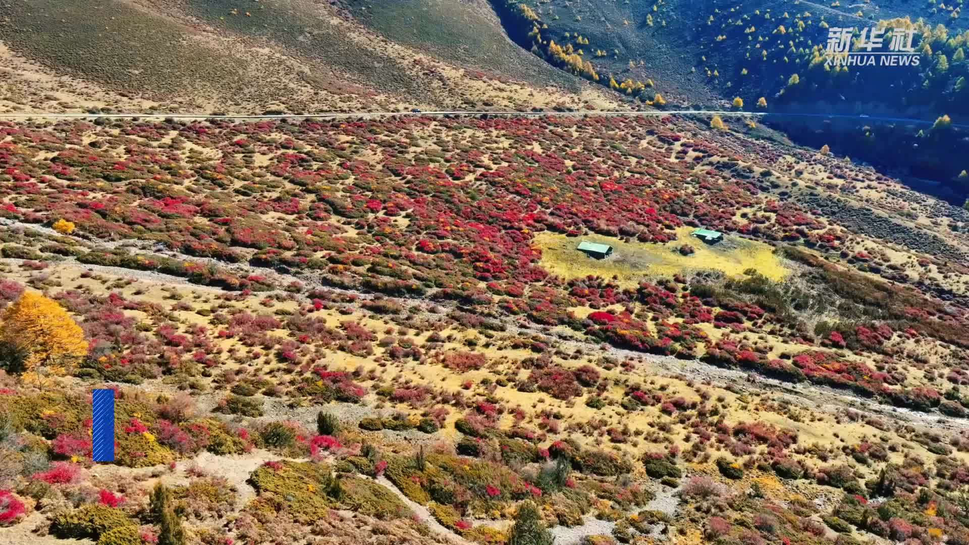 云南德钦：层林尽染 秋色绚烂