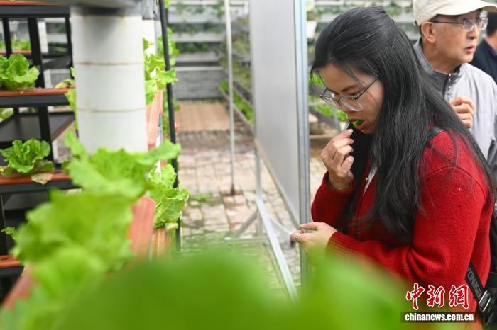 图为采访团成员采摘品尝新鲜生菜　中新社记者　李亚龙 摄