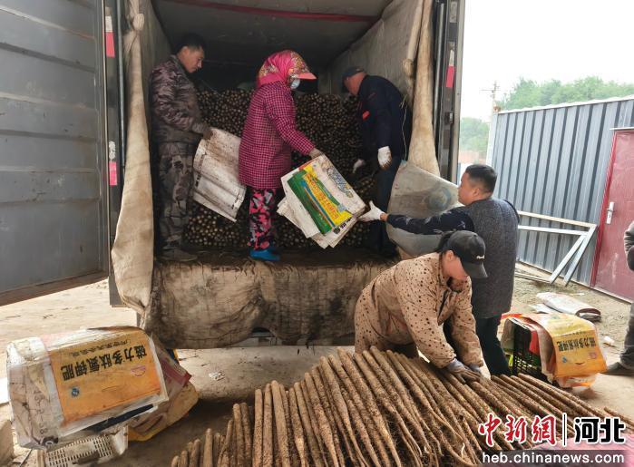 工人搬运麻山药。 赵思琪 摄