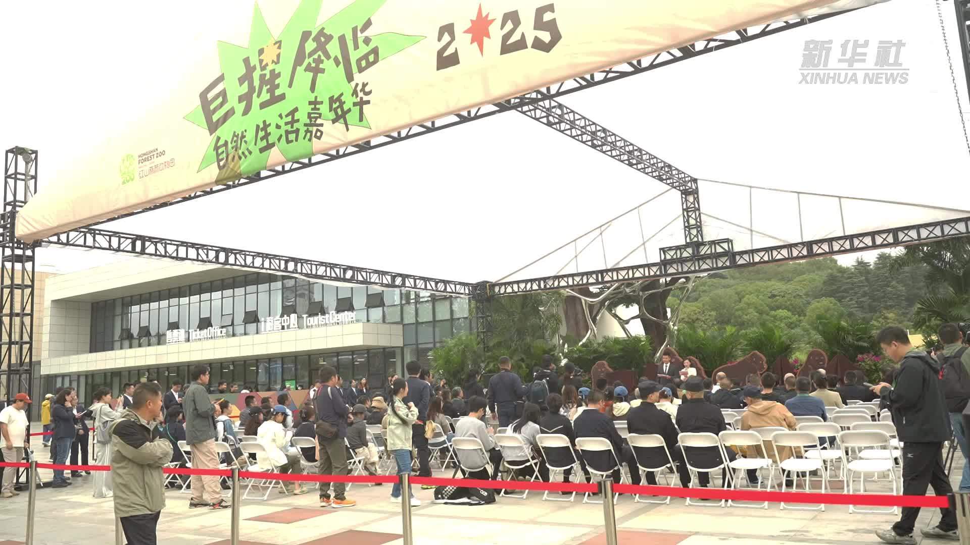 四只大猩猩“新住客”亮相 南京红山森林动物园南门新区正式开放