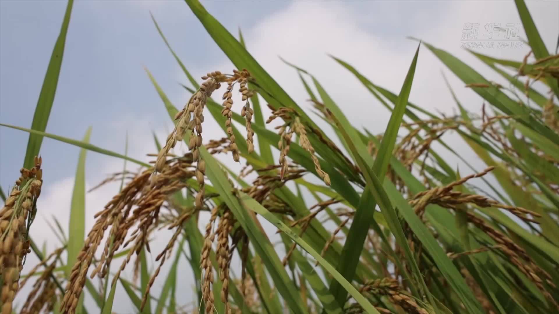 一线看秋收丨“新农人”用现代化技术守护丰收