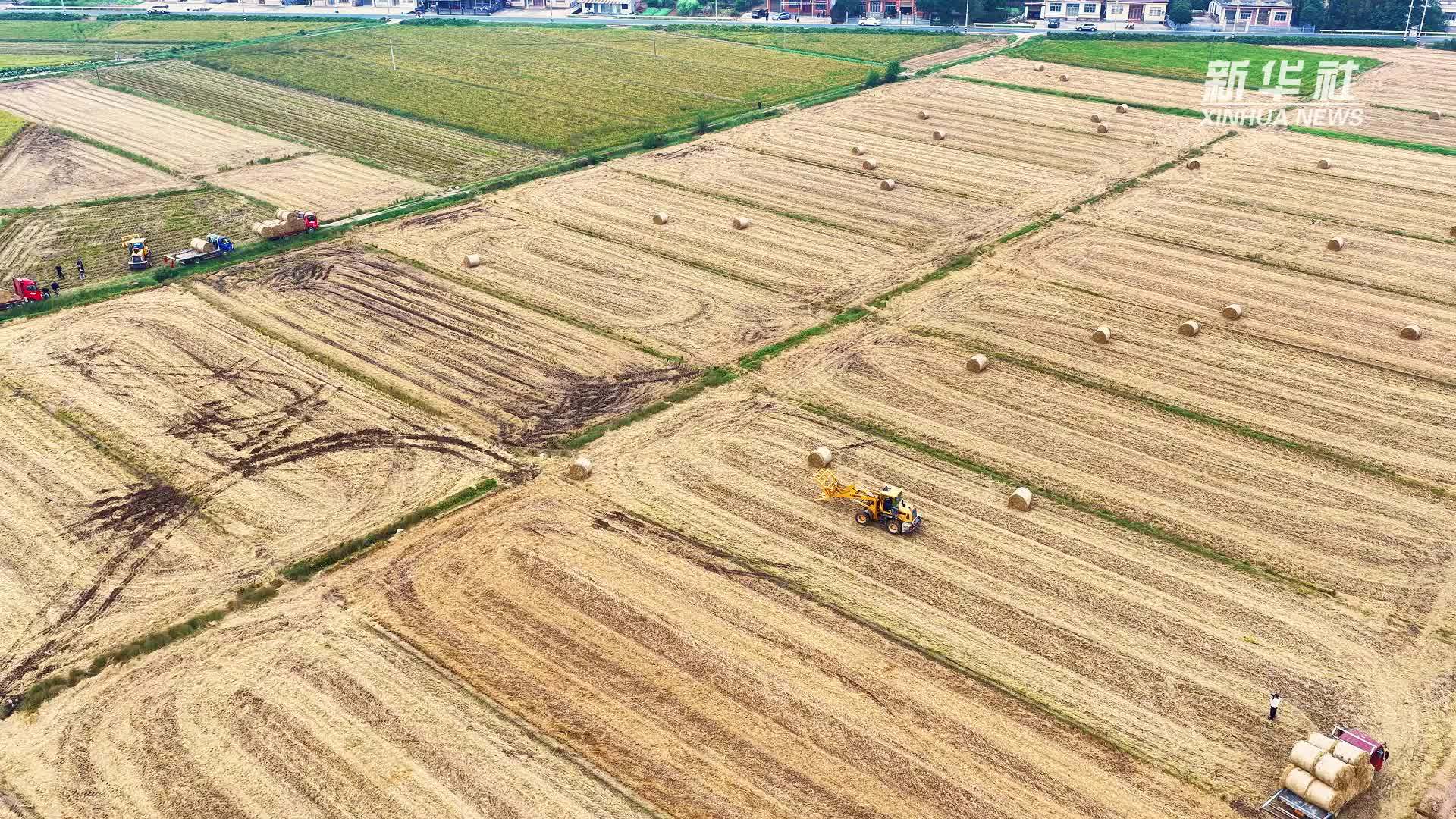 湖南汉寿：秸秆利用 变废为宝