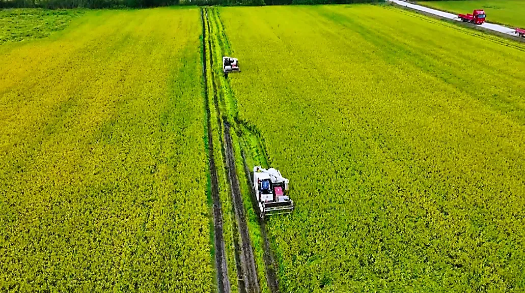 沛县,收稻!1800台农机决战秋收