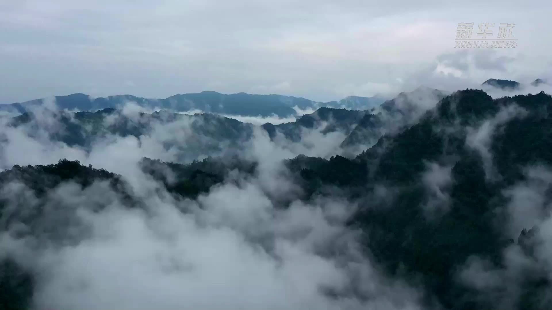 一山“三层锦”叠出云南绥江立体农业好“丰”景