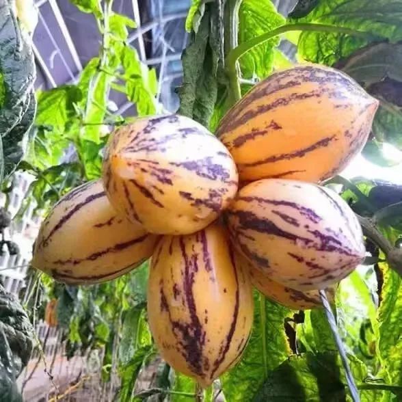 想把武威的秋天寄给你　包括满地的金黄和时令水果