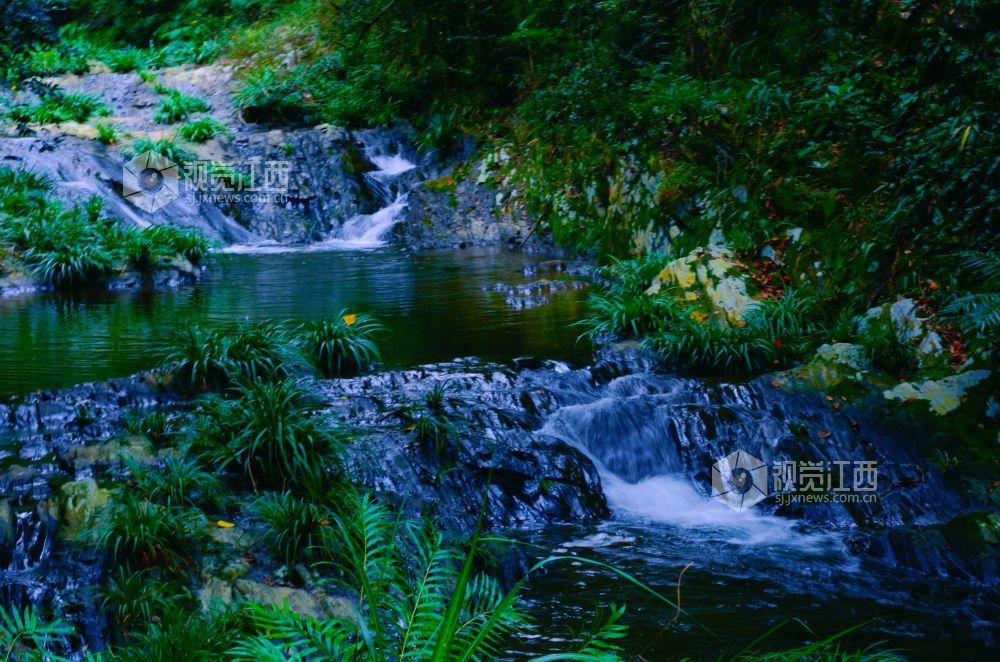 深秋时节，江西省永新县三湾乡的九陇山，迎来了一年中最富诗意的时刻。数十处形态各异的瀑布如白练倾泻而下。潺潺流水与漫山彩林交相辉映，宛若一幅浑然天成的巨幅油画。