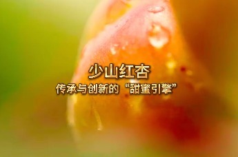 少山红杏传承与创新的“甜蜜引擎”