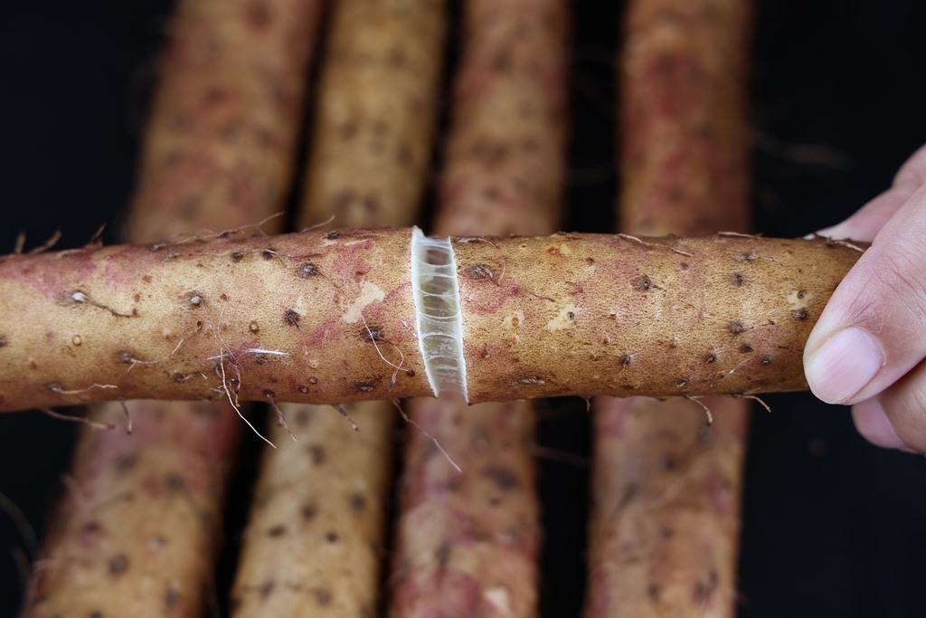 携手并进!张宝山荣获首批会员单位,河南药食同源专业委员会正式成立