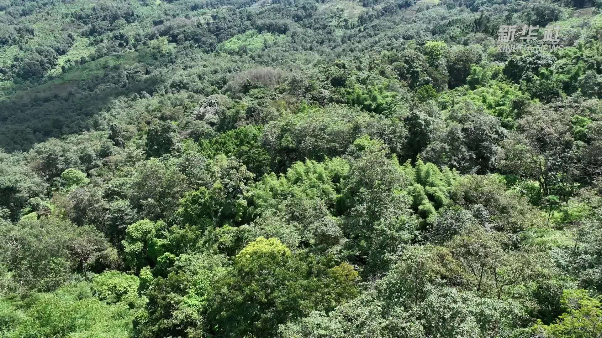 云南陇川成功放归国家一级保护野生动物蜂猴