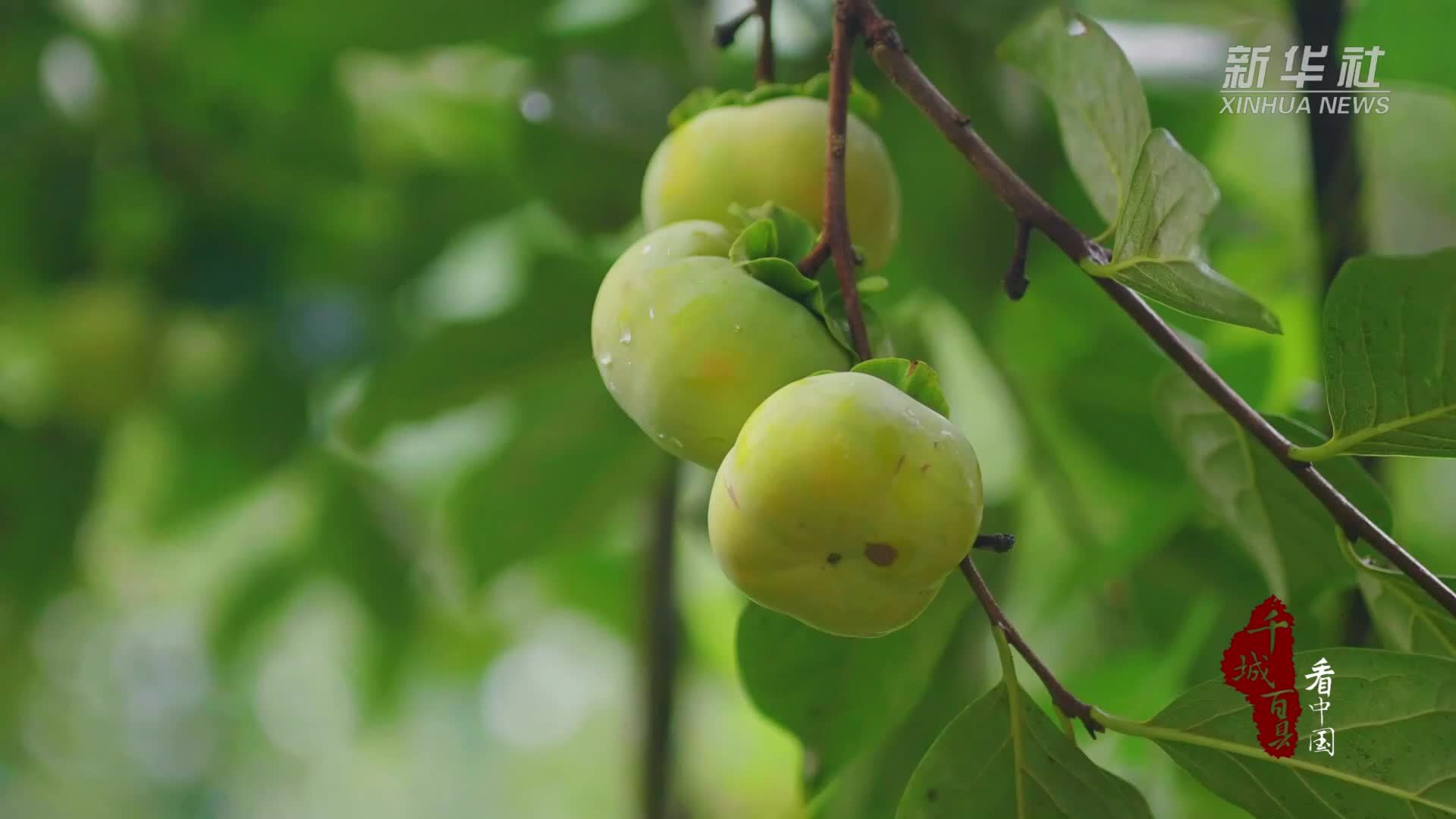 千城百县看中国｜湖北建始：青柿淬炼“太阳之染”