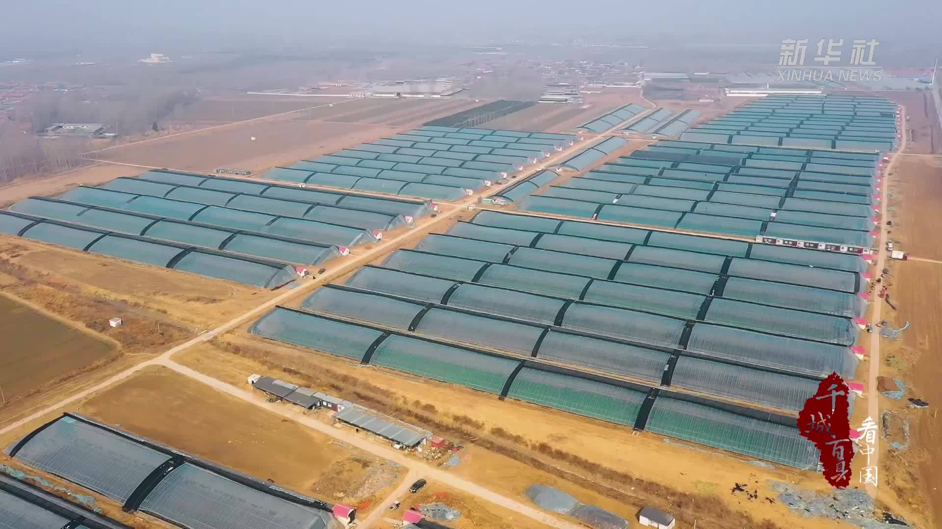 千城百县看中国｜河北廊坊：农产品抢“鲜”进京保供应