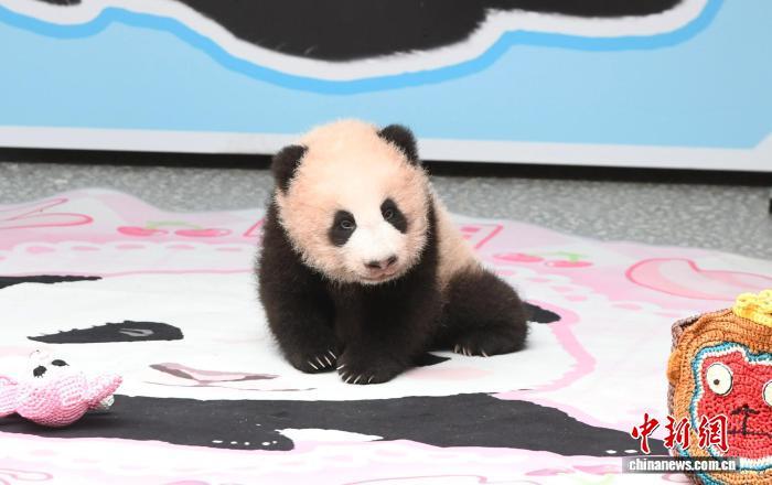 图为重庆动物园大熊猫“良月”的幼仔首次与公众见面，萌态十足。中新网记者 周毅 摄
