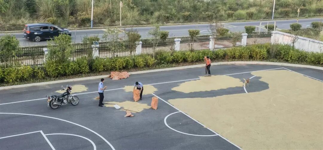 民警帮忙收稻谷（受访者供图）