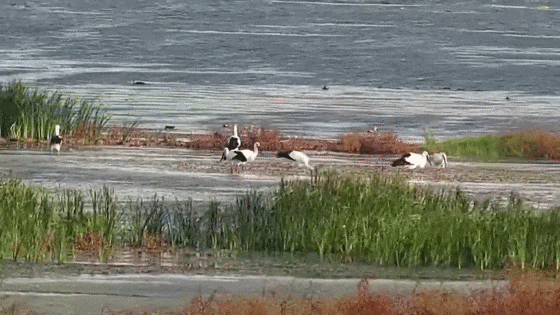 限定款上线！6只国宝级“贵客”东方白鹳已抵达鄱阳湖