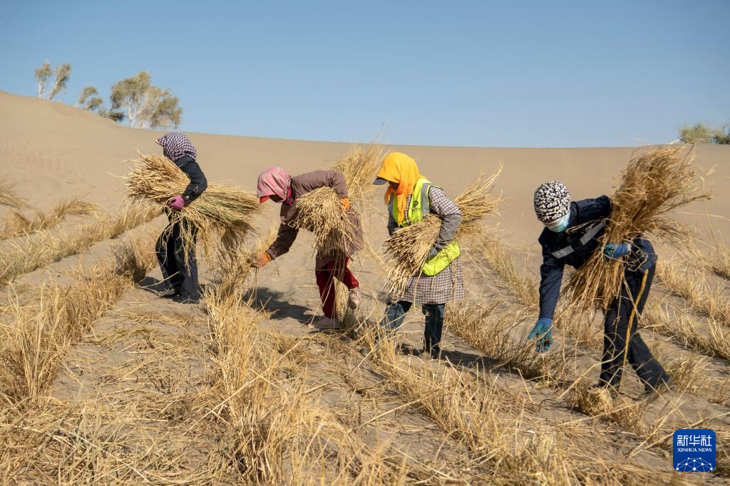 10月18日，施工人员在库姆塔格沙漠“锁边工程”项目建设现场铺设沙障。新华社发（高宏善　摄）