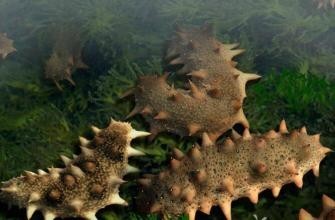 点击查看原始图片